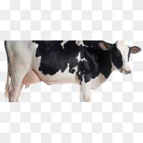 Aflatoxin Effects On Cattle, HD Png Download - indian cow with calf png