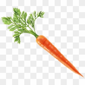 Vegetable Carrot Computer File - Carrot Transparent Background, HD Png Download - carrot vegetable png