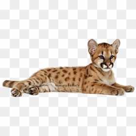 Thumb Image - Tiger Cub Transparent Background, HD Png Download - animal png images