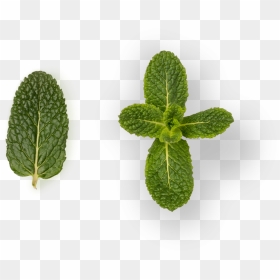Grupo Lucas , Png Download - Houseplant, Transparent Png - lucas png