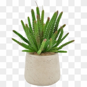 Euphorbia Succulent, HD Png Download - lady finger png