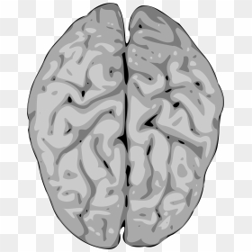 Grey Brain Clip Arts - Copyright Free Human Brain, HD Png Download - brain png images