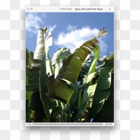 Plantation, HD Png Download - whole banana leaf png