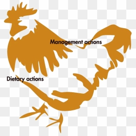 Poultryworld The Importance Of - Farm Animals Clipart, HD Png Download - broiler chicken meat png