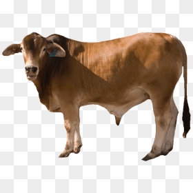 Download Cow Png, Transparent Png - indian cow with calf png
