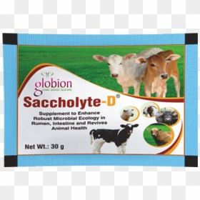 Saccholyte-d Fi, HD Png Download - indian cow with calf png