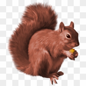 Transparent Background Squirrel Png, Png Download - animals png images
