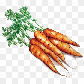 Carrots - Farm Carrots Png, Transparent Png - carrot vegetable png