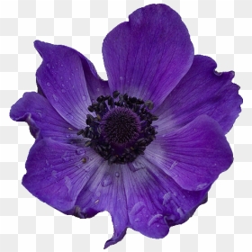 Purple Poppy Transparent, HD Png Download - welcome flower png