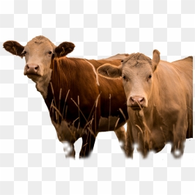 Livestock, HD Png Download - indian cow with calf png