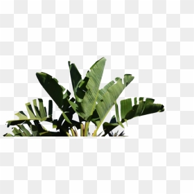 Palm - Strelitzia Nicolai Png, Transparent Png - whole banana leaf png