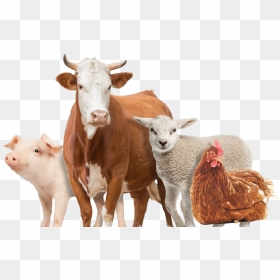 Farm Animals Png - Transparent Farm Animals Png, Png Download - animals png images