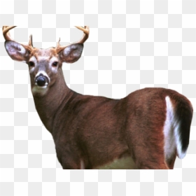 Deer Png Transparent Images - White Tailed Deer Png, Png Download - deer png images