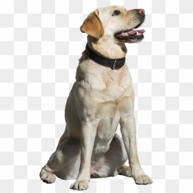 Png Images Of Pet Animals, Transparent Png - animals png images