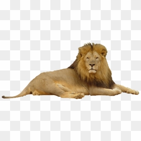 Clipart Lion Loin - Lion In A Top Hat, HD Png Download - loin png
