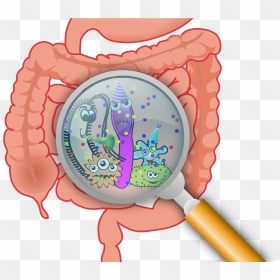 First Gut Bacteria May Have Lasting Effect On Ability - Intestine Gut Microbiota, HD Png Download - png new effect