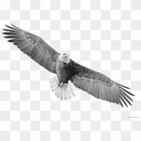Clip Art Black And White Clipartblack Com Animal Free - Majestic Bald Eagle Flying, HD Png Download - animal png images