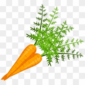 Baby Carrot, HD Png Download - carrot vegetable png
