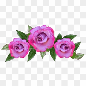 Rose, Flower, Floral, Petal, Anniversary - Saludos Por Dia De San Valentin, HD Png Download - rose flowers png images
