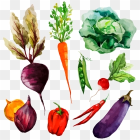 Watercolor Painting Vegetable Drawing Illustration - Vegetables Illustration, HD Png Download - carrot vegetable png