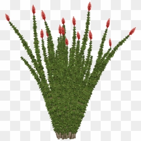 Transparent Desert Bushes Png - Ocotillo Png, Png Download - bushes png images