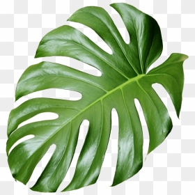 Monstera Leaf Vector Png, Transparent Png - vhv