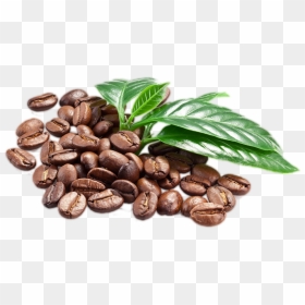 Coffee Beans With Leaf Png - Coffee Bean Png Transparent, Png Download - leaf png hd