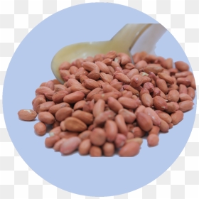 Cranberry Bean, HD Png Download - groundnuts png