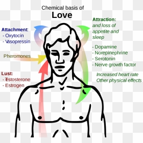 Chemical Basis Of Love , Png Download - Chest Clipart Black And White, Transparent Png - love png effects