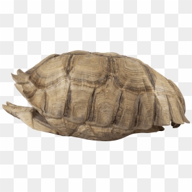 An Image Of A Turtle Shell - Turtle Shell Png, Transparent Png - turtle shell png