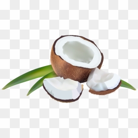 Transparent Coconut Clipart - Transparent Background Coconut Clipart, HD Png Download - coconut leaves png