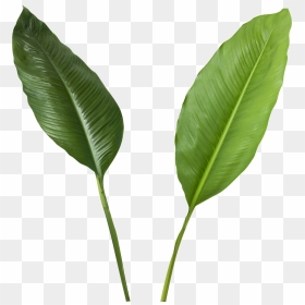 Green Leaves Transparent - Banana Leaf High Resolution, HD Png Download - coconut leaves png