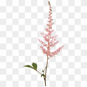 Fall Flowers Png - Astilbe Silhouette, Transparent Png - flower falling png