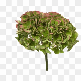Hydrangea Magical Opal Red Classic - Maidenhair Tree, HD Png Download - flower falling png