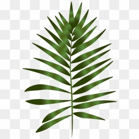 The Niki Whiting - Fern Plants Drawing, HD Png Download - coconut leaves png