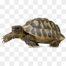 Turtle Png, Transparent Png - turtle shell png