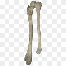 Bones Png Clipart - Bones Transparent, Png Download - bones png