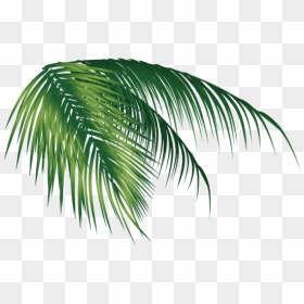 Coconut Tree Leaf Png, Transparent Png - coconut leaves png