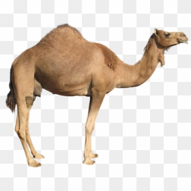 Transparent Camel Png, Png Download - camel vector png