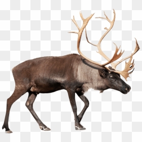 Large Reindeer - Transparent Background Reindeer Png, Png Download - caribou png