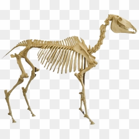 Bones Png Image Download - Animal Skeleton Png, Transparent Png - bones png