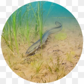 American Eel - Conger Eel, HD Png Download - eel png