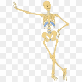 Anatomy Clipart, HD Png Download - bones png