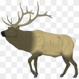 Large Moose Clip Art - Elk Clip Art, HD Png Download - caribou png