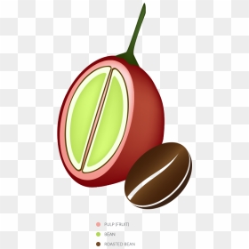 Glycocafe Mannatech Coffee Fruit Bean - Coffee Bean Cherry Illustration, HD Png Download - coffee seeds png