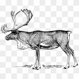 Caribou Black And White Clip Art , Png Download - Reindeer Clip Art Black And White, Transparent Png - caribou png