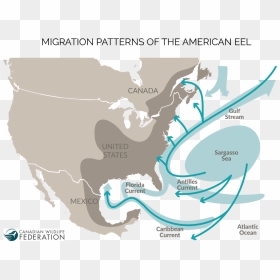American Eel Migration Map @ Cwf - Threats To American Eel, HD Png Download - eel png