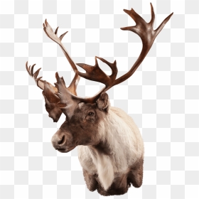 Caribou Shoulder Mount - Elk, HD Png Download - caribou png