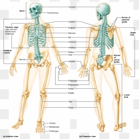 Human Skeleton Anterior And Posterior View , Png Download - Human Skeleton Diagram Anterior And Posterior, Transparent Png - bones png