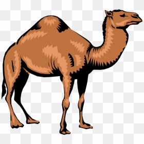 Vector Illustration Of Dromedary Single-humped Beast - Camel Vector Png, Transparent Png - camel vector png